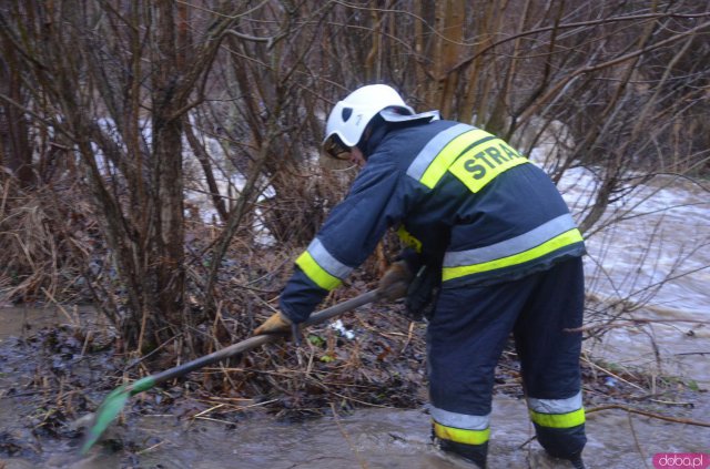 Bobry zbudowały tamę. Bystrzyca Dusznicka wystąpiła z koryta [Foto, Wideo]