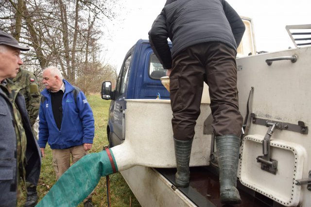 Do Nysy Kłodzkiej trafiło 200 kg dwuletniego pstrąga potokowego [Foto]