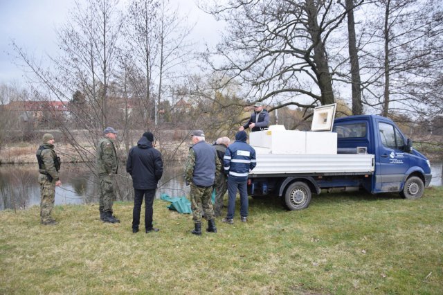 Do Nysy Kłodzkiej trafiło 200 kg dwuletniego pstrąga potokowego [Foto]