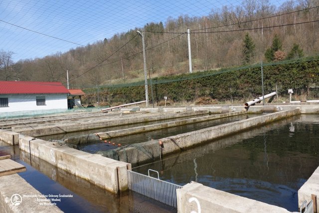 Do końca kwietnia do rzek trafi blisko 4 ton młodych pstrągów potokowych