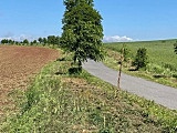 Gmina Radków: Wandale połamali drzewka posadzone wzdłuż drogi przez Nowy Świat [Foto]