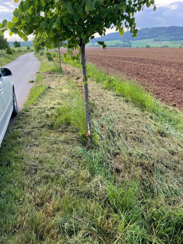 Gmina Radków: Wandale połamali drzewka posadzone wzdłuż drogi przez Nowy Świat [Foto]