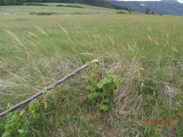 Gmina Radków: Wandale połamali drzewka posadzone wzdłuż drogi przez Nowy Świat [Foto]