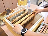 Miodobranie w Starostwie Powiatowym w Kłodzku [Foto]