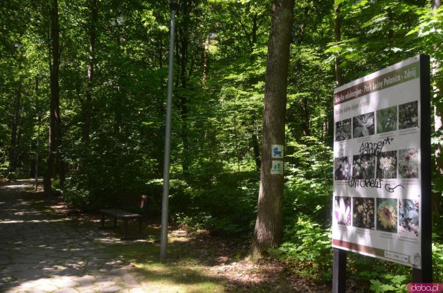 Polanica-Zdrój: najlepsze koncepcje dot. zagospodarowania Parku Leśnego nagrodzone [Foto]