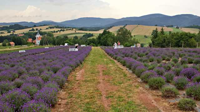 Wolibórz, 30.6.2024