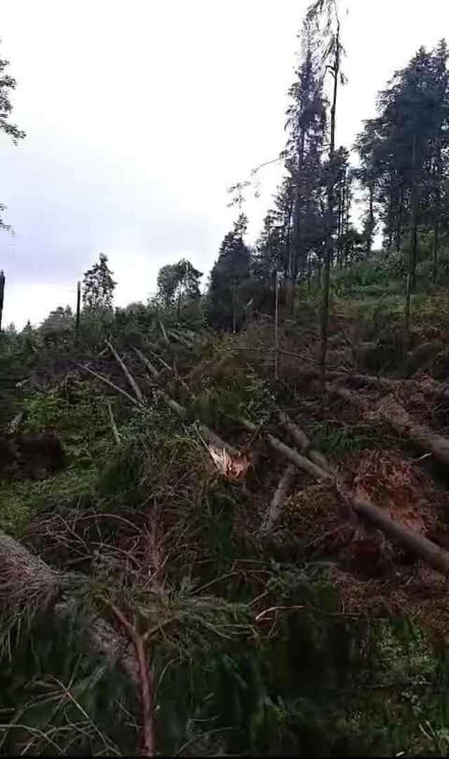 Zakaz wstępu do lasów. Mogą występować osuwiska, drogi są zniszczone [KOMUNIKAT NADLEŚNICTWA]