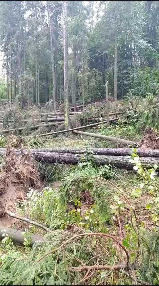 Zakaz wstępu do lasów. Mogą występować osuwiska, drogi są zniszczone [KOMUNIKAT NADLEŚNICTWA]