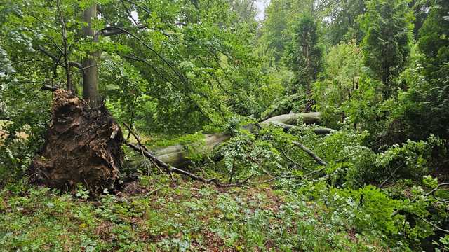 Zakaz wstępu do lasów. Mogą występować osuwiska, drogi są zniszczone [KOMUNIKAT NADLEŚNICTWA]