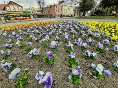 Pierwsze wiosenne kwiaty w Świdnicy
