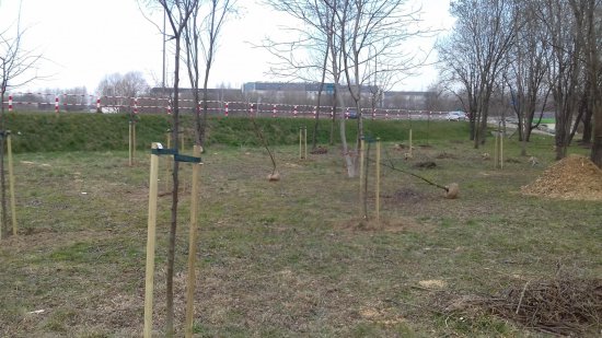 Nowe drzewa w Parku Harcerskim