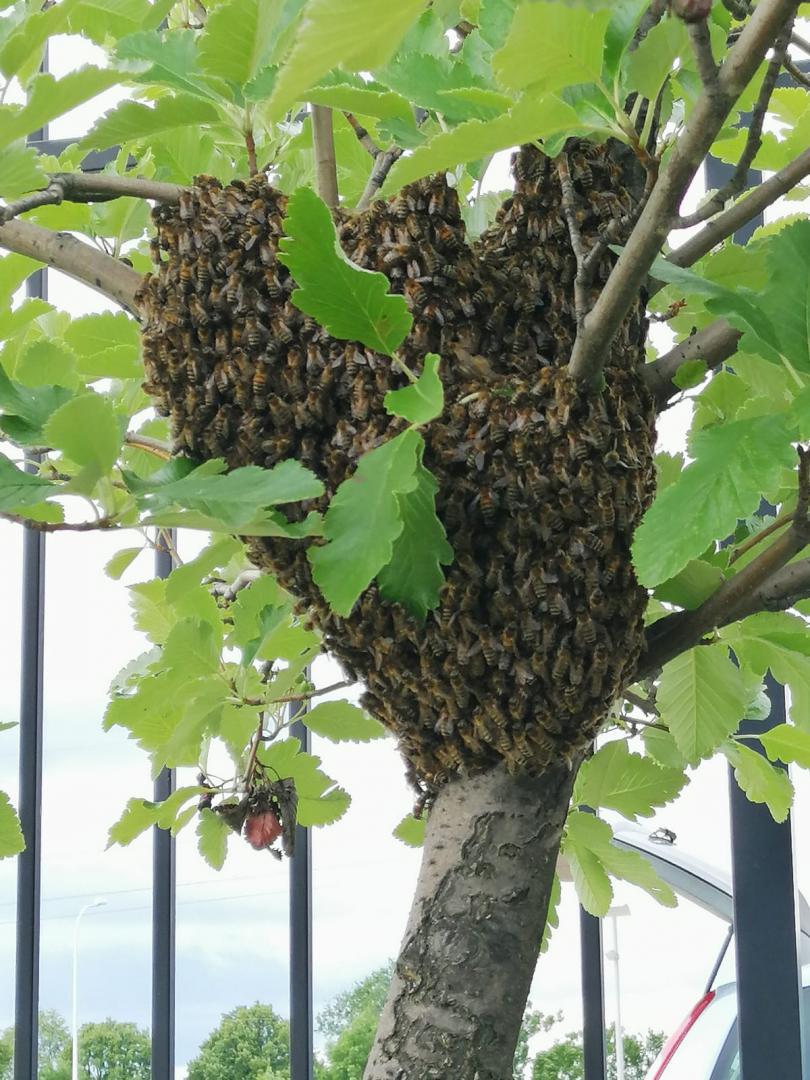 [FOTO, WIDEO] Rój pszczół na terenie fabryki
