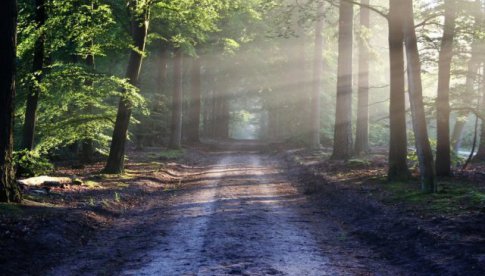 Zakaz wstępu do lasów w Nadleśnictwie Świdnica
