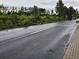 [FOTO] Nawałnica powaliła kilkaset drzew. Nadal trwa usuwanie jej skutków