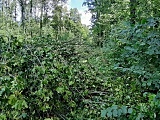 [FOTO] Nawałnica powaliła kilkaset drzew. Nadal trwa usuwanie jej skutków