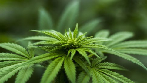 W Świdnicy będą zbierać podpisy za legalizacją marihuany