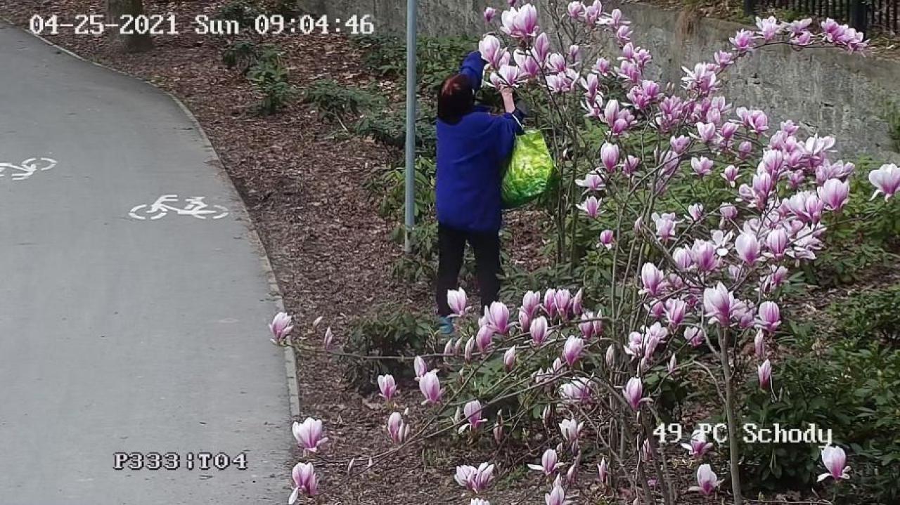[FOTO] W oku kamer zrywała kwiaty z parkowych klombów