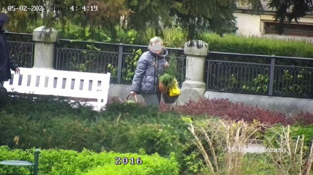 [FOTO] Kępami wyrywała kwiaty z klombów w Ogrodzie Różanym