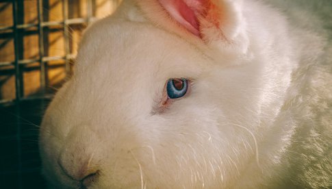 Europejska Agencja Chemikaliów proponuje testy na zwierzętach, dotyczące składników, które od lat są bezpiecznie używane przez konsumentów 