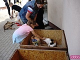 [FOTO] Kiermasz w Schronisku dla Bezdomnych Zwierząt w Świdnicy