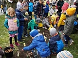 [FOTO] Posadzili cebulki, wiosną stworzą Pola Nadziei