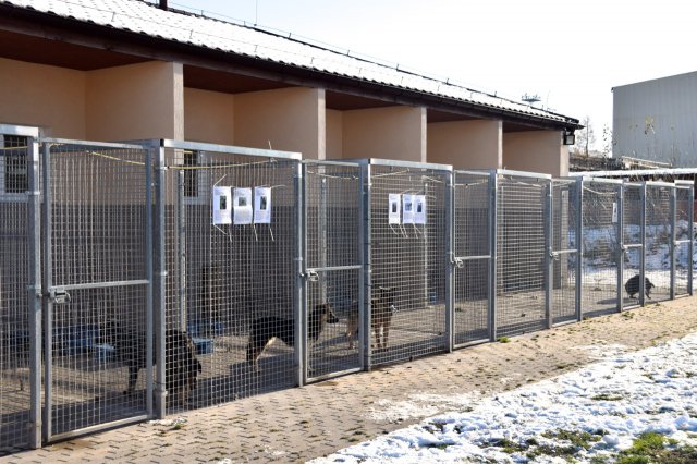 Kiermasz Świąteczny w Schronisku dla Bezdomnych Zwierząt