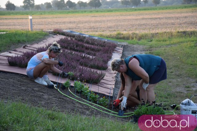 [FOTO] Przygotowania do dożynek w Opoczce idą pełną parą