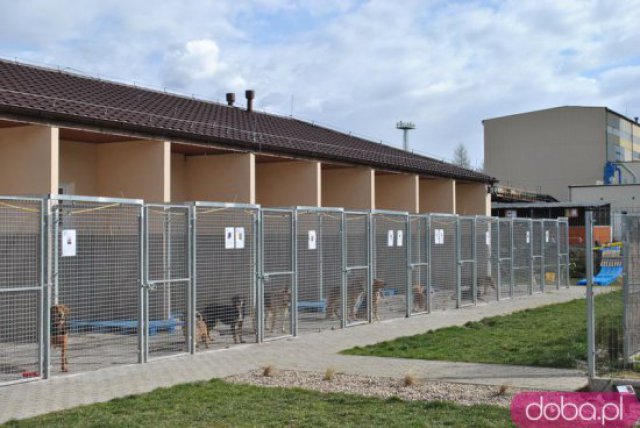 Dobra opcja to adopcja. Przed nami dzień otwarty w świdnickim schronisku dla zwierząt