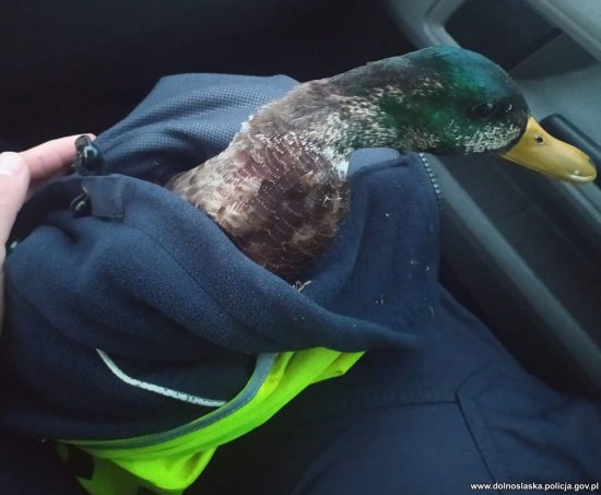 [FOTO] Świdniccy policjanci uratowali ranną dziką kaczkę