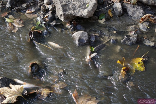 [INTERWENCJA] Śnięte ryby w Książaskim Parku Krajobrazowym. Co się dzieje?