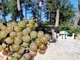 [FOTO] Pierwsze plony winogron w Strzegomiu zebrane