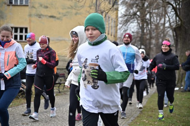 Strzegomianie pobiegli Tropem Wilczym [Foto, Wideo]
