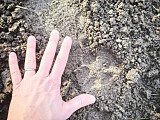Wilki w okolicach Masywu Ślęży