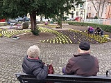 [FOTO] Pierwsze wiosenne kwiaty w Świdnicy