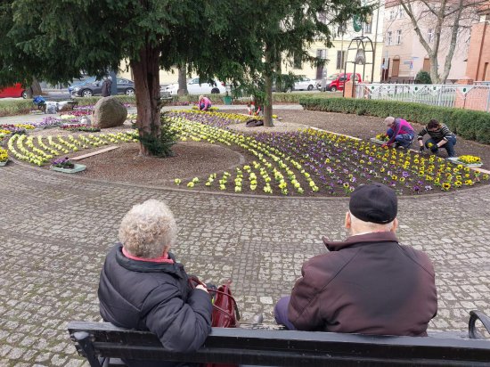 [FOTO] Pierwsze wiosenne kwiaty w Świdnicy