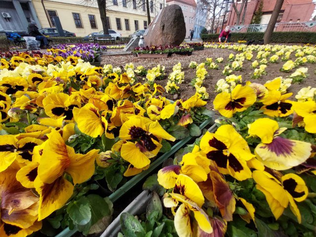 [FOTO] Pierwsze wiosenne kwiaty w Świdnicy