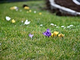 W Świebodzicach wschodzą wiosenne kwiaty [Foto]