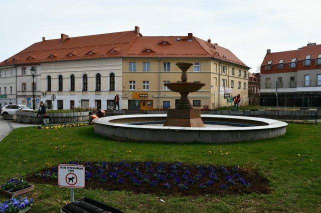 W Świebodzicach wschodzą wiosenne kwiaty [Foto]