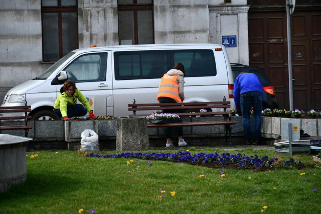 W Świebodzicach wschodzą wiosenne kwiaty [Foto]