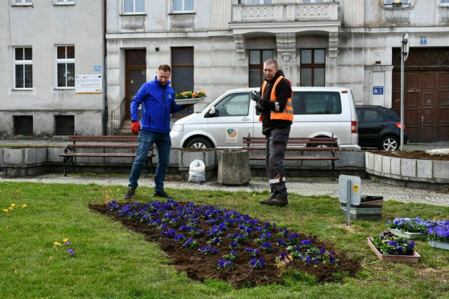 W Świebodzicach wschodzą wiosenne kwiaty [Foto]