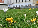 W Świebodzicach wschodzą wiosenne kwiaty [Foto]