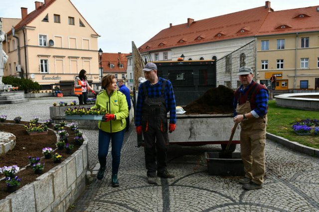 W Świebodzicach wschodzą wiosenne kwiaty [Foto]