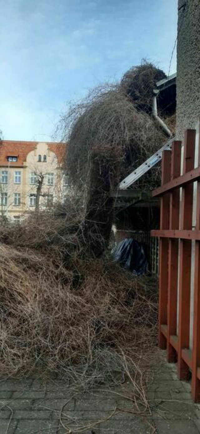 Wiosenne porządki w Miejskim Domu Kultury w Świebodzicach [Foto]