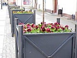 Ulica Dąbrowskiego w Strzegomiu z kolorowymi kwiatami [Foto]