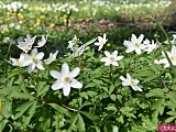Wiosna w Parku Sikorskiego [Foto]