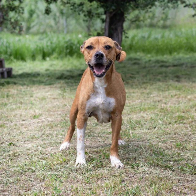 [FOTO] Sara poleca się do adopcji 