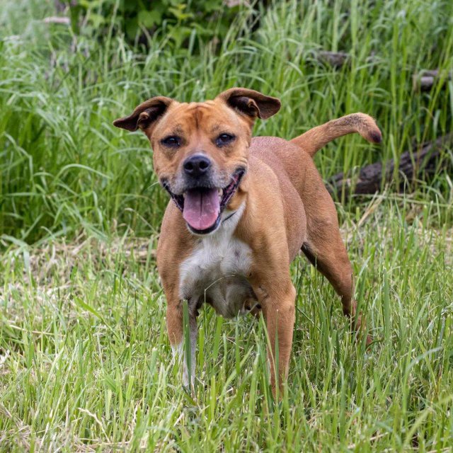 [FOTO] Sara poleca się do adopcji 