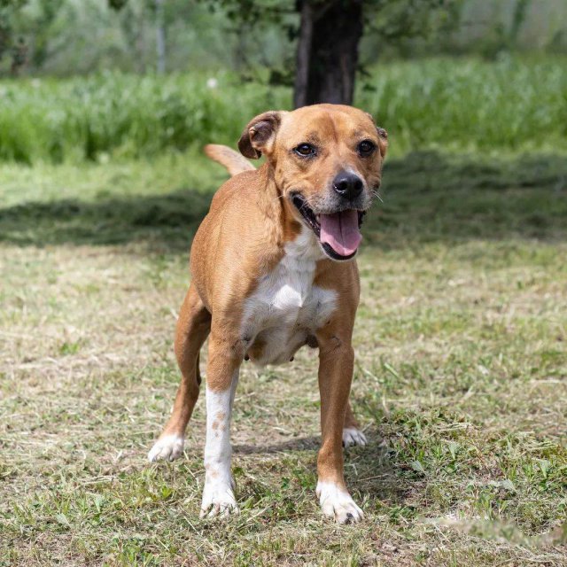 [FOTO] Sara poleca się do adopcji 