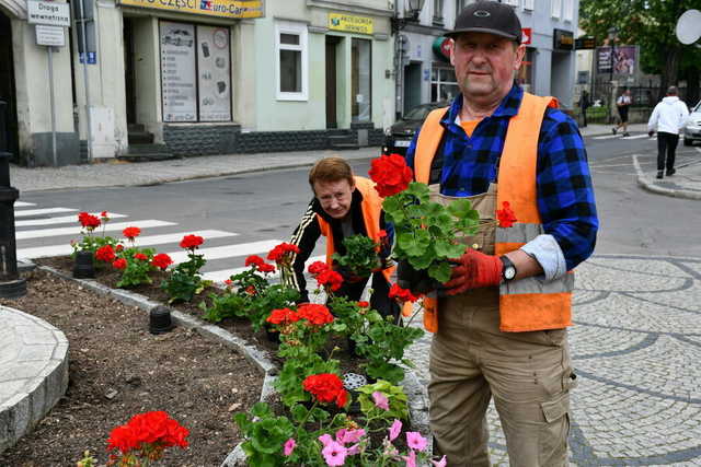 Kwiaty ozdobiły świebodzickie ulice [FOTO]