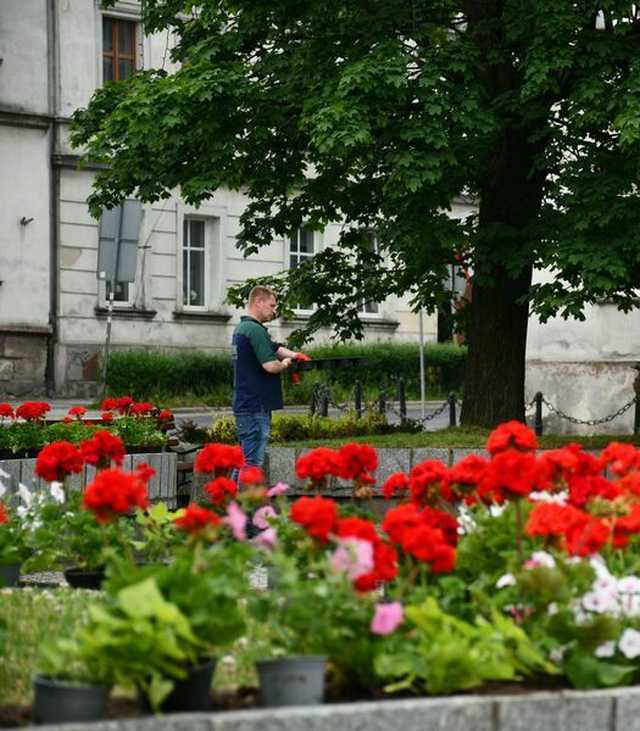 Kwiaty ozdobiły świebodzickie ulice [FOTO]